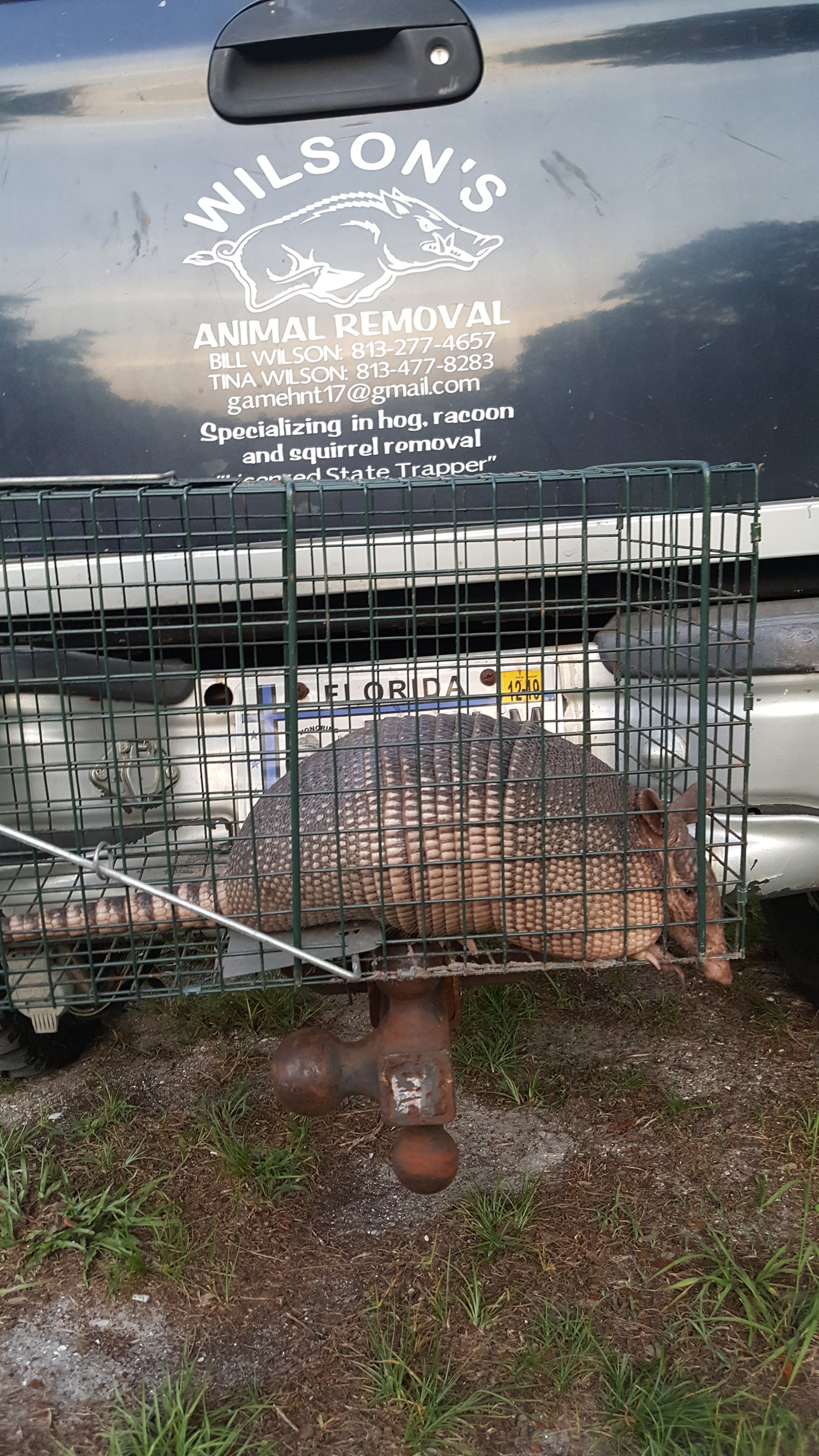Armadillo caught and loaded by the Wilson's Animal Removal truck