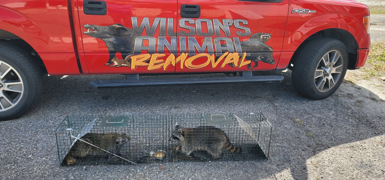 Wilson's Animal Removal truck with a raccoon caught in a trap