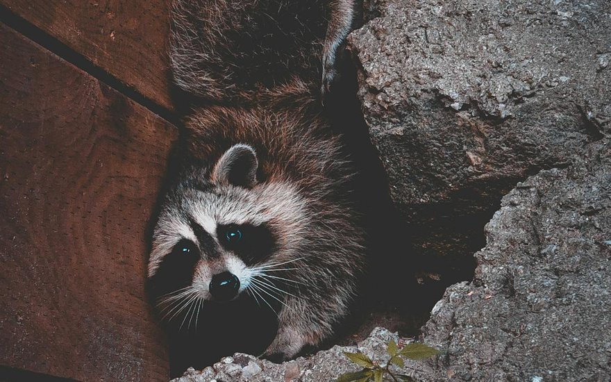 Raccoon wedged into a structure, an emergency wildlife situation