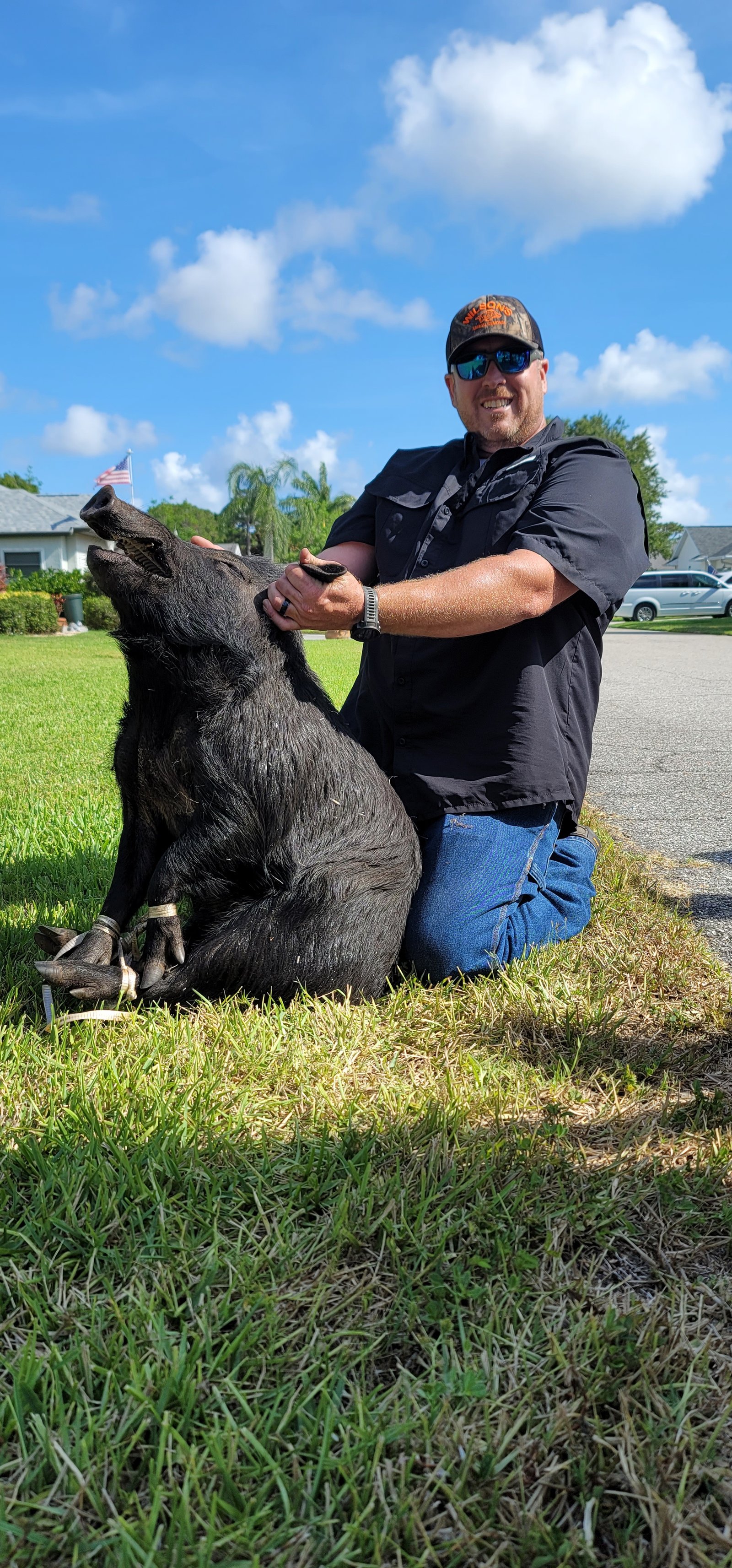 Wild hog trapped and removed from a Florida field