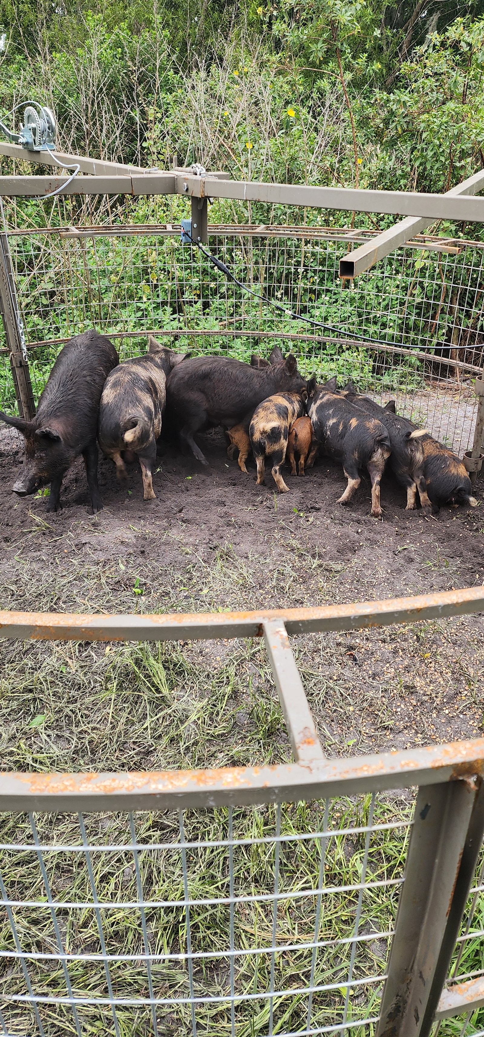 A full pen of wild hogs trapped by Wilson's Animal Removal