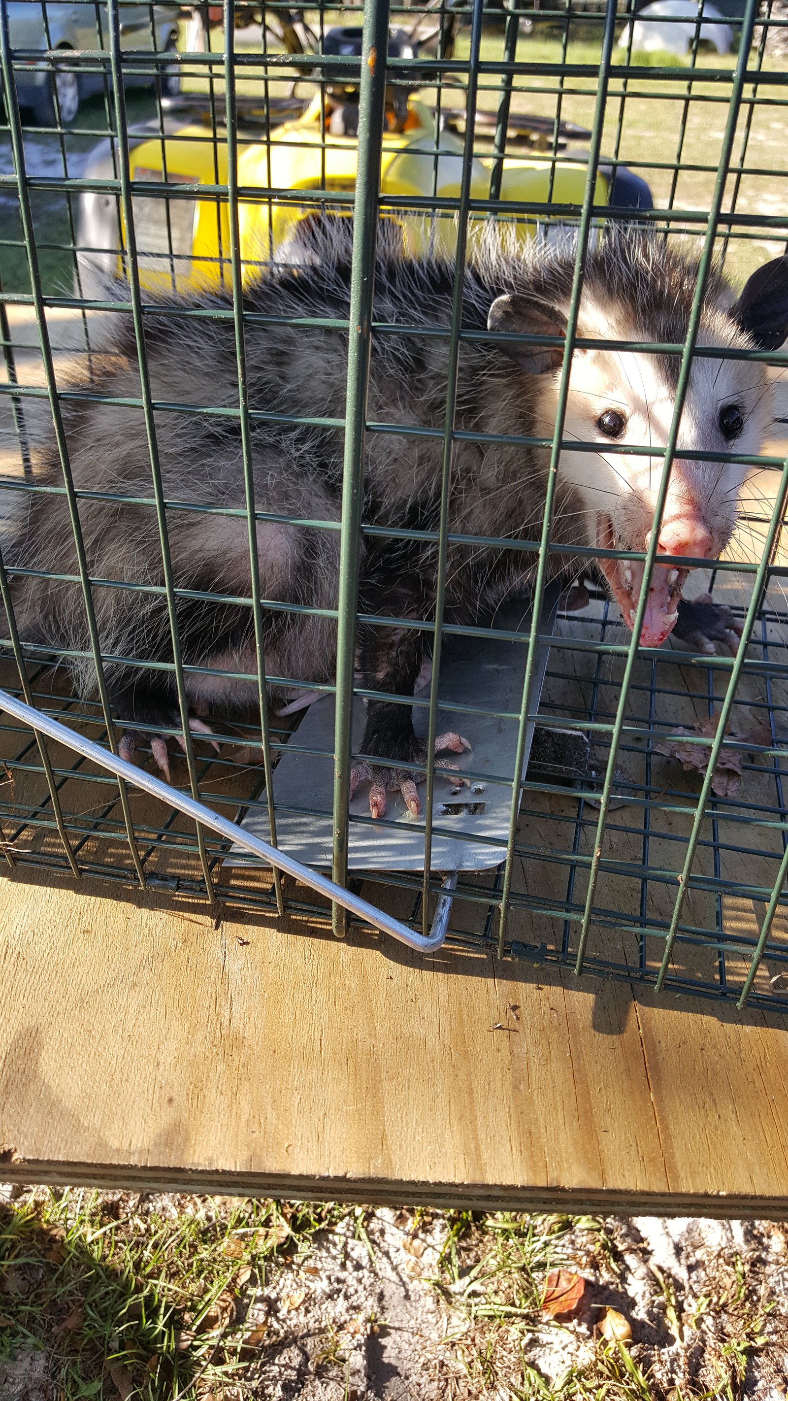 Opossum caught in a cage trap